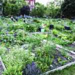 Agriculture urbaine : Cultiver les liens