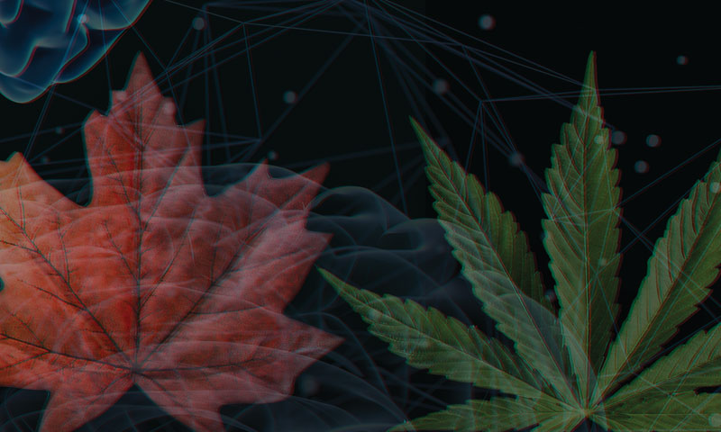Cannabis et schizophrénie, une relation complexe