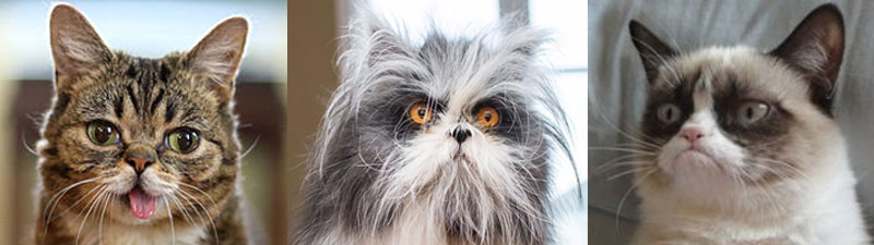 Les chats envahissent le web pour notre plus grand bien