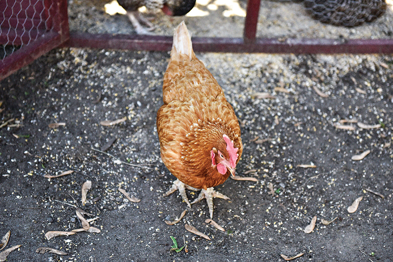 Poules en ville : Un projet éducatif