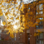 Bienveillance et résilience dans le hood