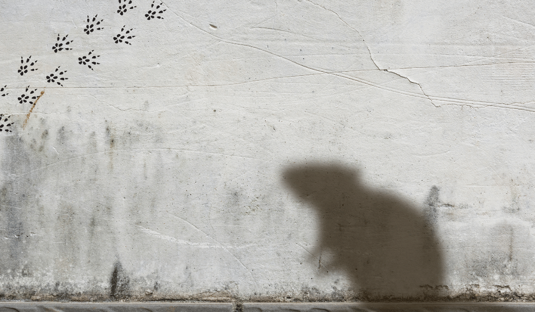 vn-article-dossier-rats