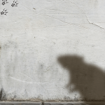 vn-article-dossier-rats