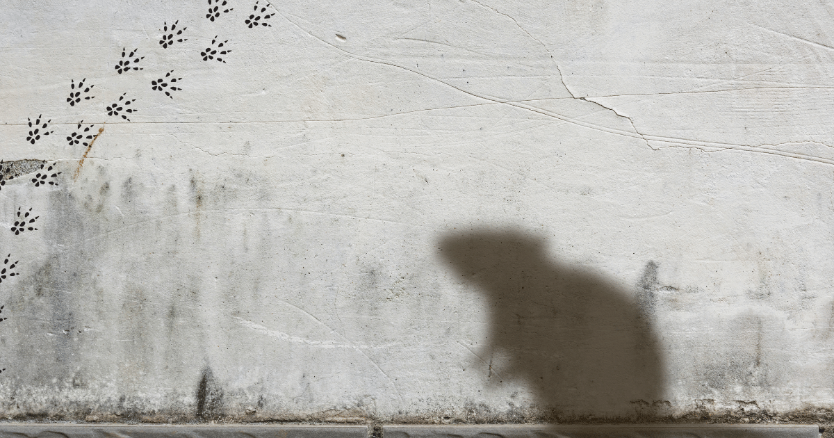 Les rats et nous, une inévitable cohabitation